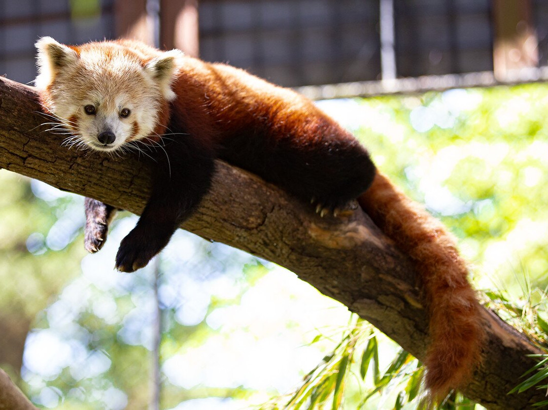Brandywine Zoo-威尔明顿必去景点