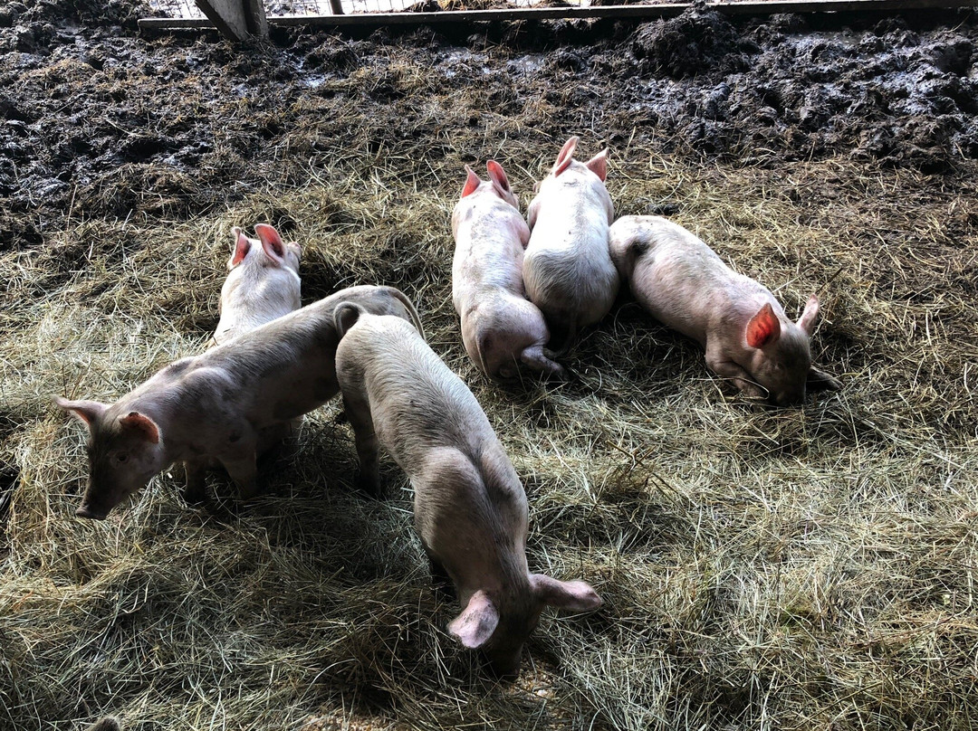 Just Kik-N-It Ranch Outfitters-Livingston必去景点