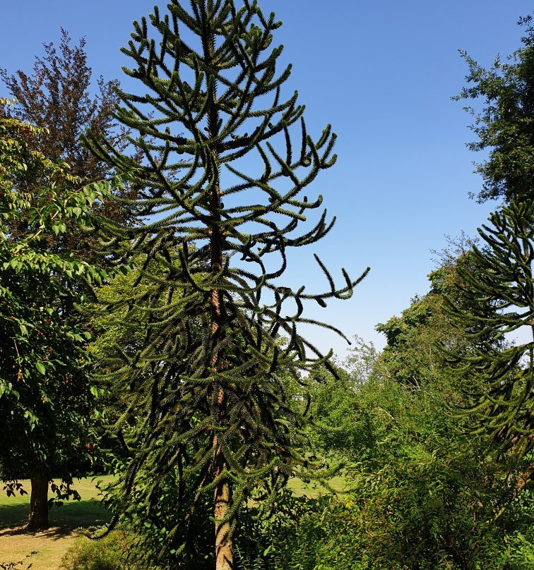 Exotenwald Weinheim-魏因海姆必去景点