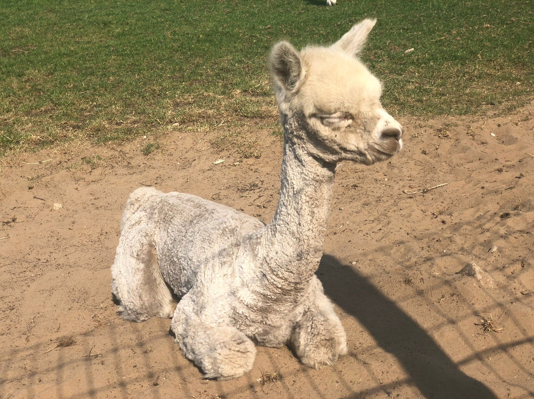 Alpacafarm Vorstenbosch景点图片