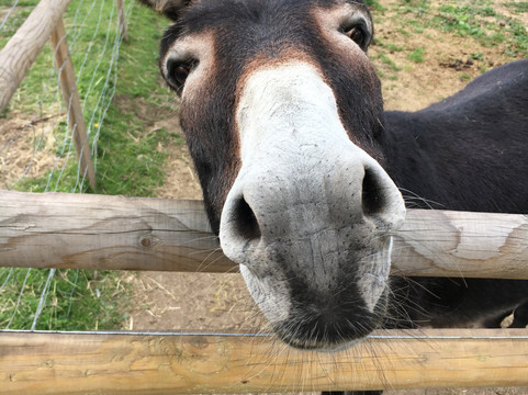 George Mead Memorial Stables-Welling必去景点
