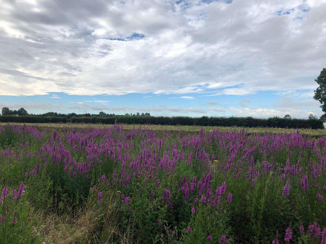 Naturescape British Wild Flowers景点图片