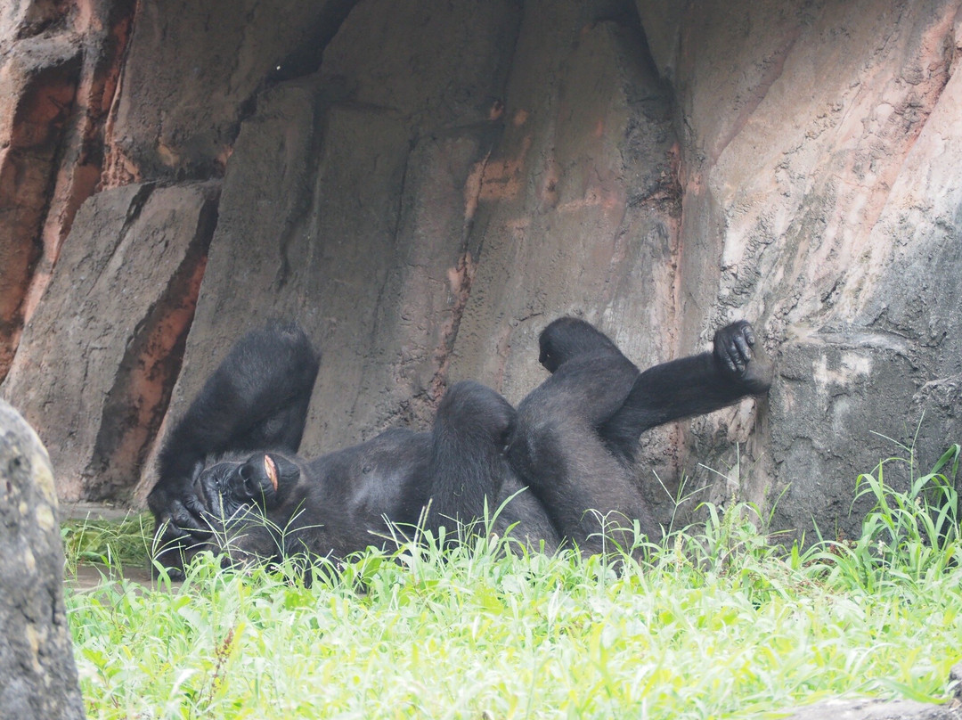 Chiba Zoological Park-千叶市必去景点