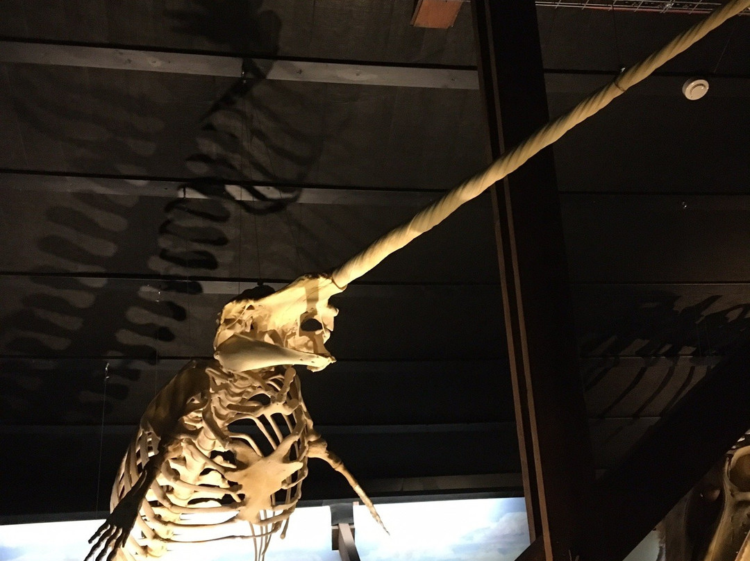 胡萨维克鲸博物馆景点图片