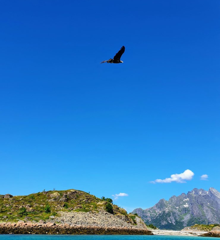 RIB-Lofoten-斯沃尔韦尔必去景点