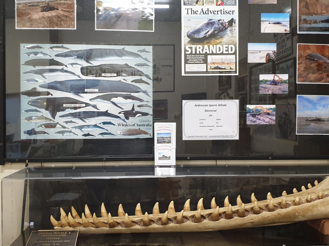 Sperm Whale Memorial-Ardrossan必去景点