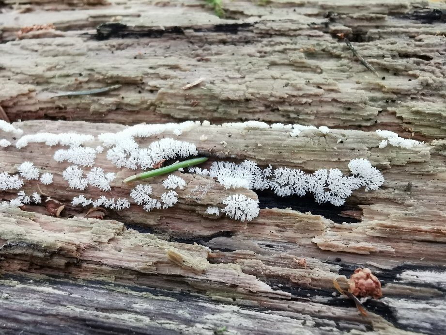 Soweczka Arek Szymura - Private Nature Tours-Bialowieza必去景点