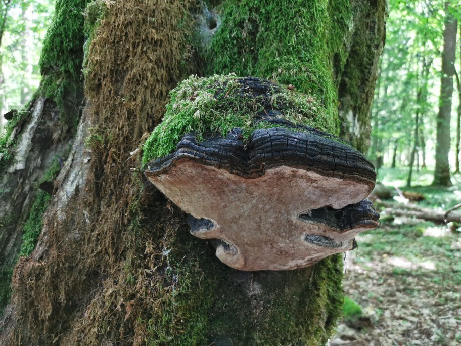 Soweczka Arek Szymura - Private Nature Tours-Bialowieza必去景点