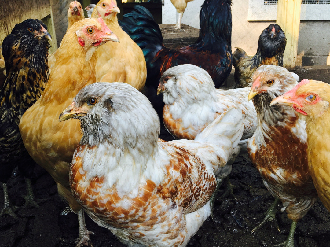 The Williamsburg Manor Bed and Breakfast主图