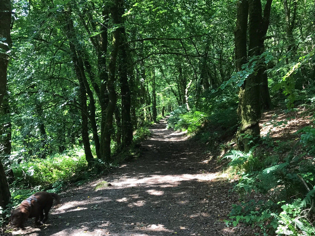 Golitha Falls and Siblyback lake circular walk-利斯卡德必去景点