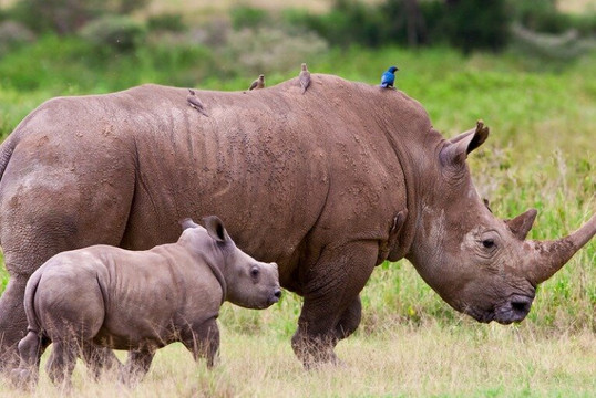 Jasiri Adventures-莫西必去景点