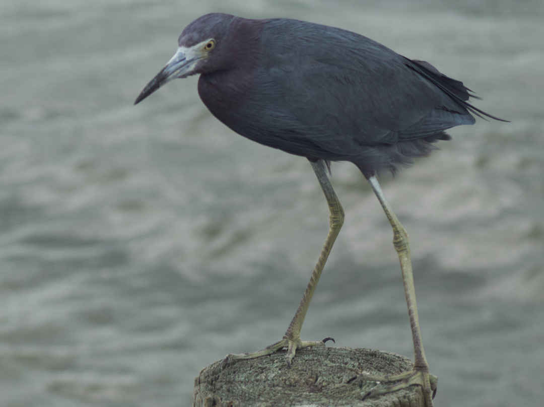 Bokeelia Fishing Pier-Bokeelia必去景点