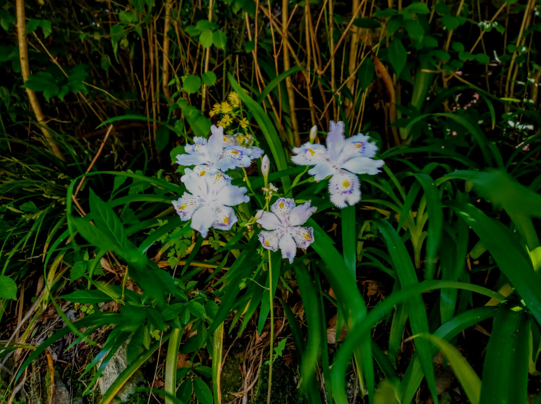 Mt. Mitake-青梅市必去景点