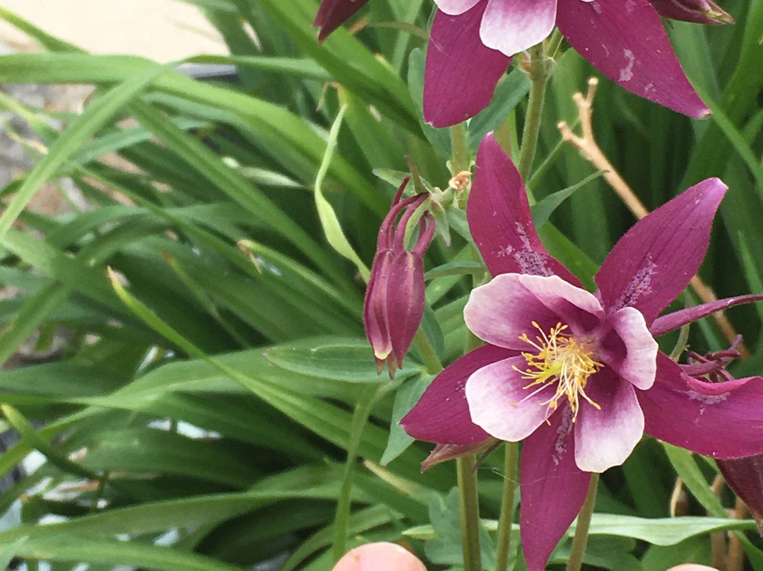 La Quinta Inn & Suites by Wyndham Enid主图