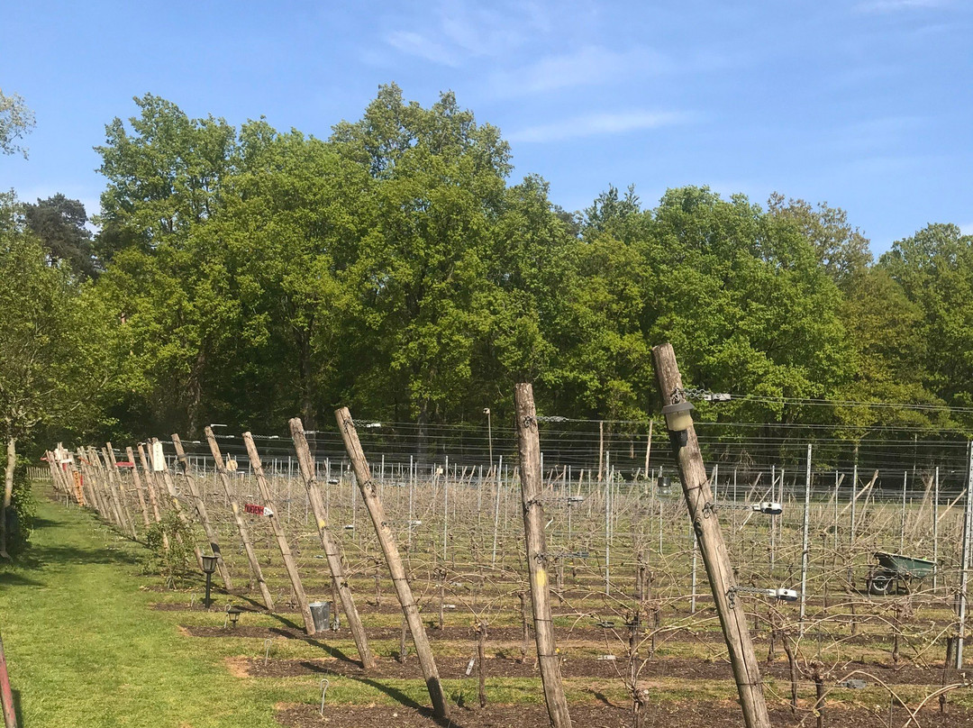 Wijngaard de Zessprong-Joppe必去景点