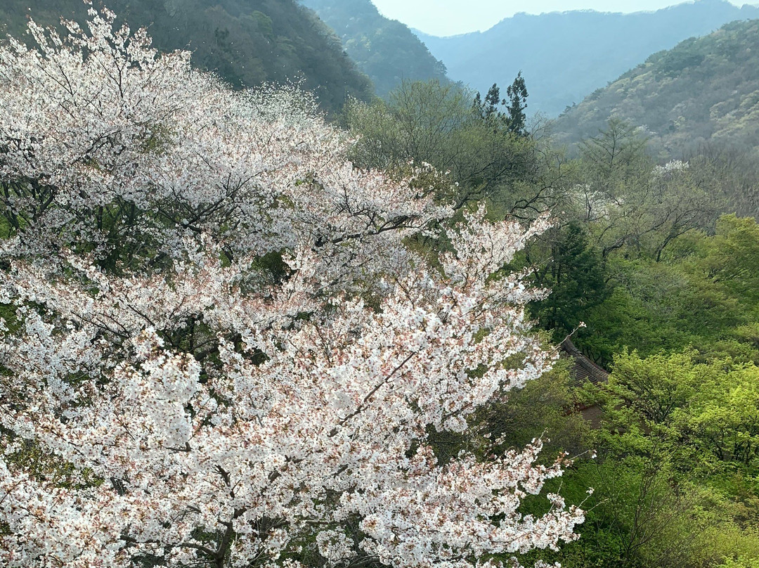 Naejangsan Mountain Cable Car景点图片