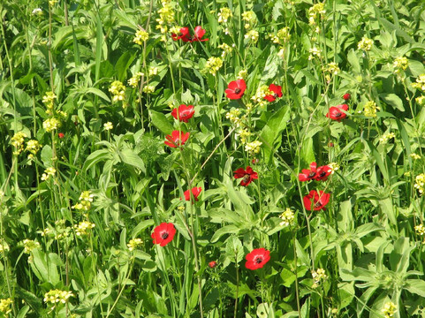 Gamla Farm-Ma'ale Gamla必去景点