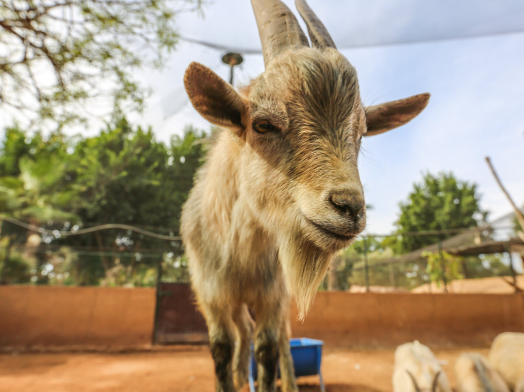 Le Zoo d'Agadir-阿加迪尔必去景点