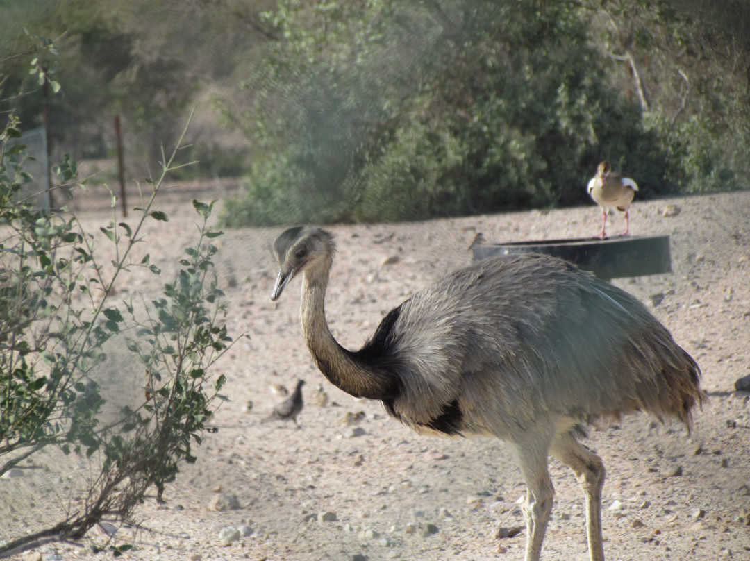 Arabian Wildlife Park-萨巴尼亚岛必去景点
