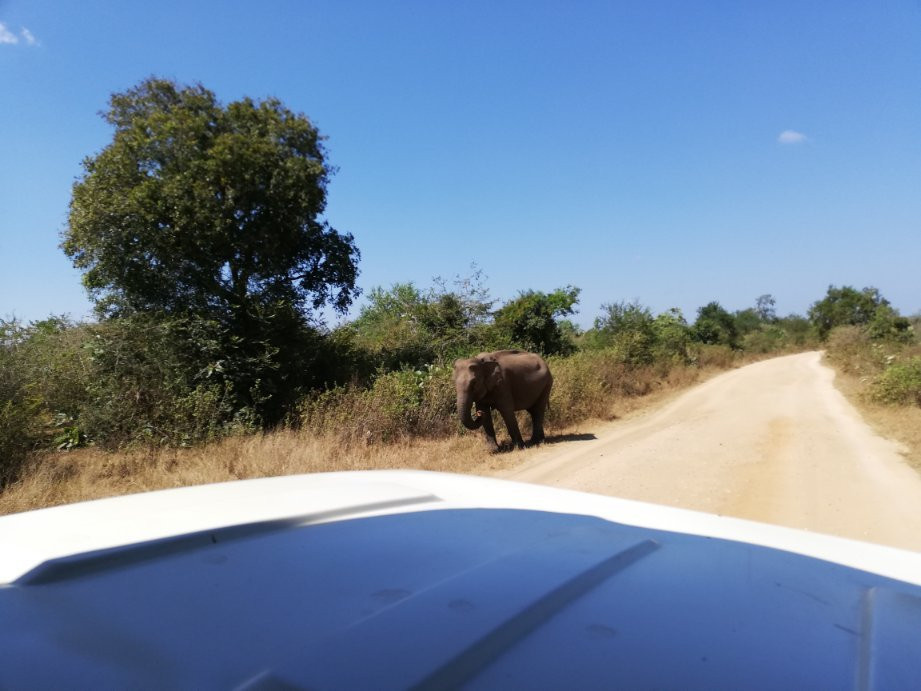 Visit Udawalawe National Park景点图片