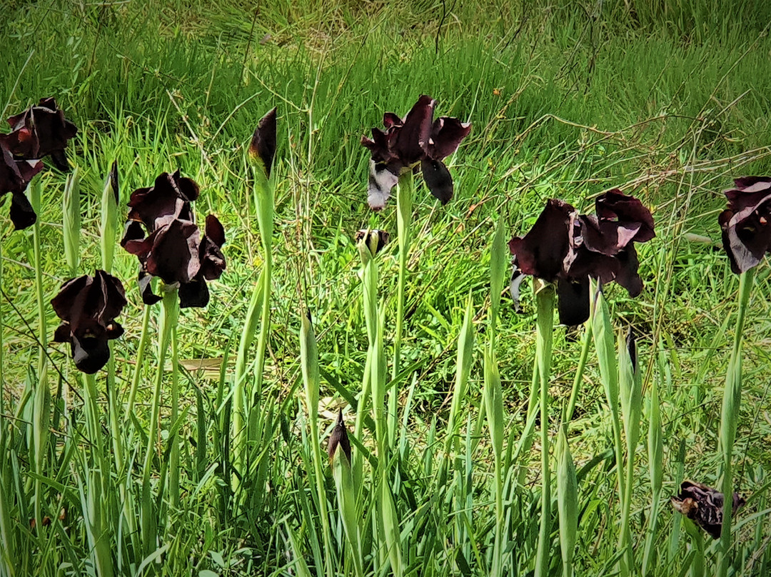 Ilanot Forest-Kadima必去景点