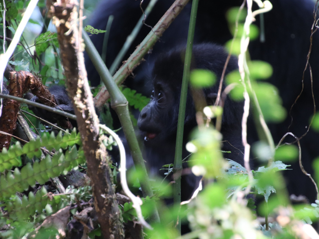 Mambo Gorilla Safari Uganda-吉佳利必去景点