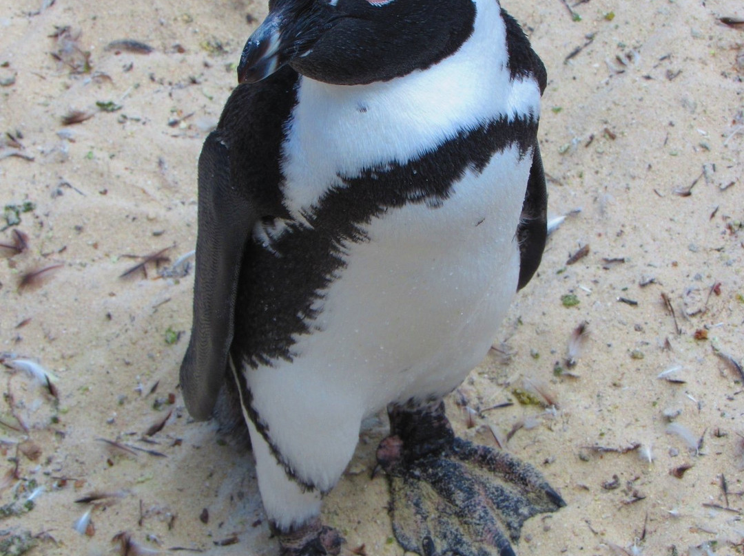 African Eagle Day Tours-开普敦中心区必去景点