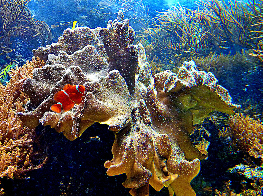 Zee Aquarium景点图片