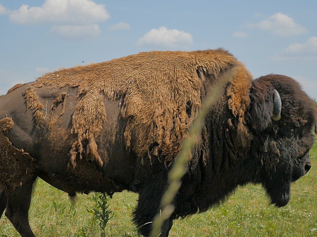 Euro Buffalo景点图片