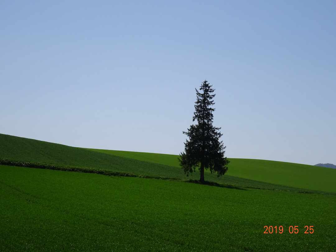 Christmas Tree no Ki-美瑛町必去景点