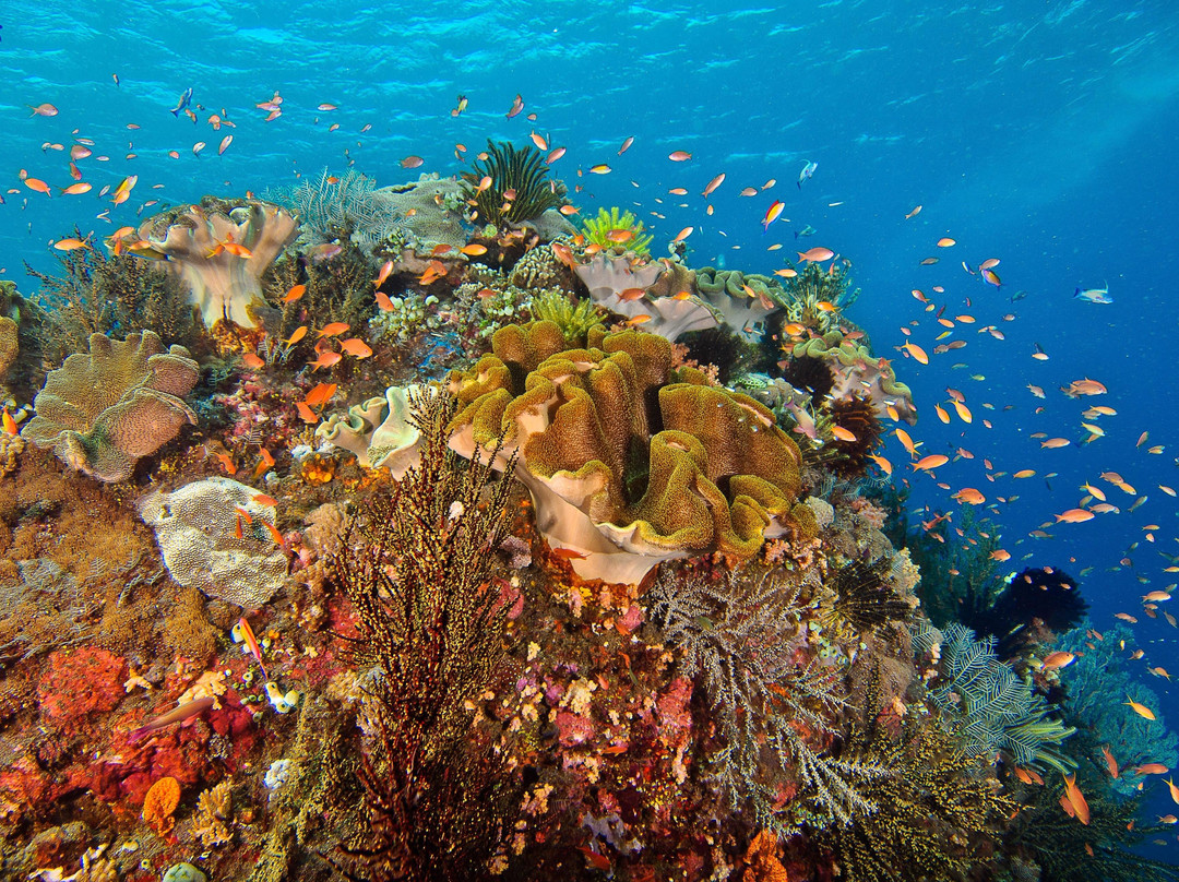 Manado Best Service-万鸦老必去景点