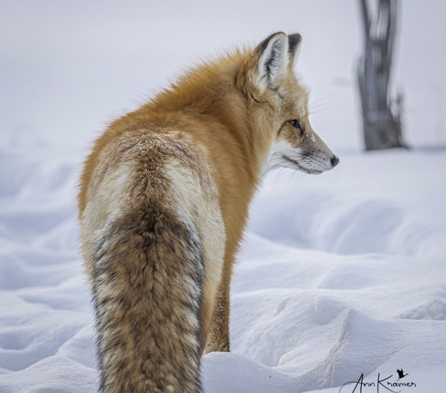 Trent Sizemore Photography-西黄石镇必去景点