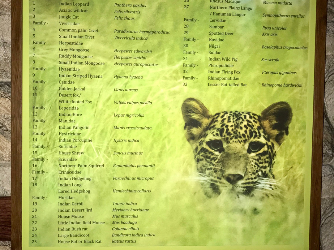 Jhalana Leopard Safari Park-斋蒲尔必去景点