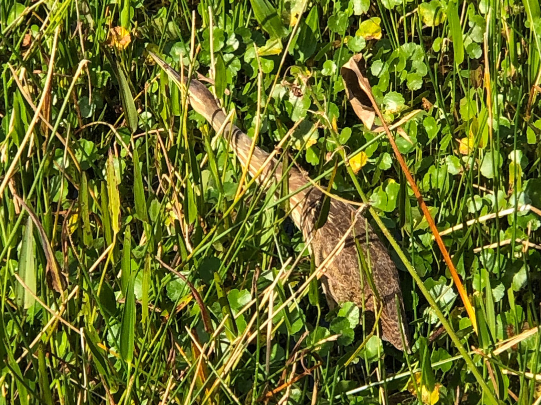 Wakodahatchee Wetlands景点图片