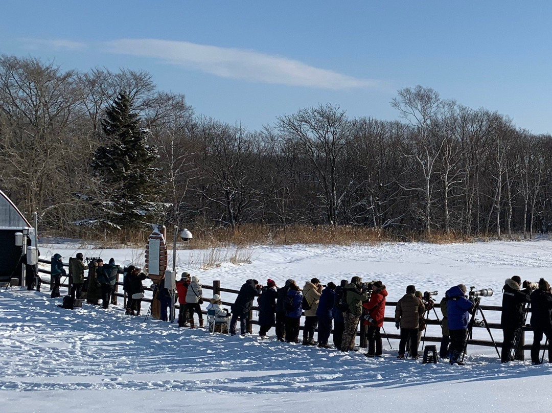 Tsurui Ito Red-crowned Crane Sanctuary-鹤居村必去景点