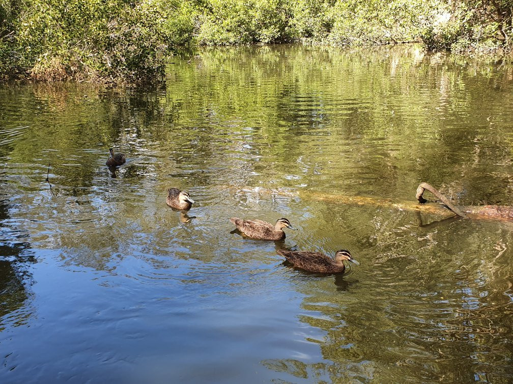 Kooloonbung Creek Nature Park-麦克夸利港必去景点