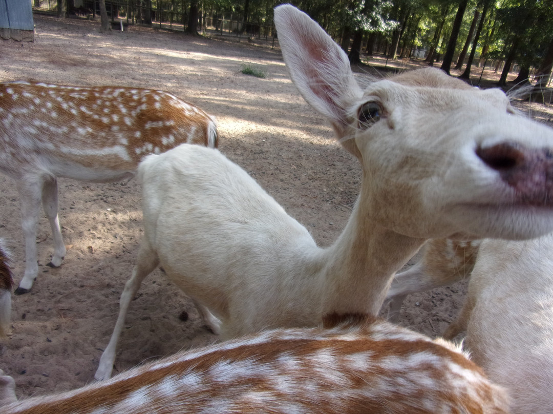 Gators and Friends - Alligator Park & Exotic Zoo-Greenwood必去景点