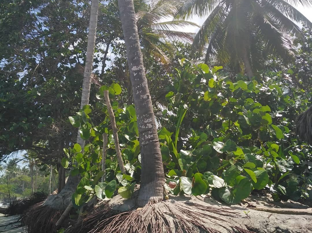 La Sirena Nature Retreat主图