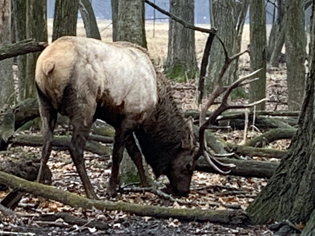 Busse Forest Elk Pasture-埃尔克格罗夫村必去景点