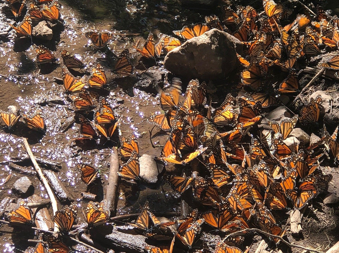 La Reserva de la Biosfera Mariposa Monarca-米却肯必去景点