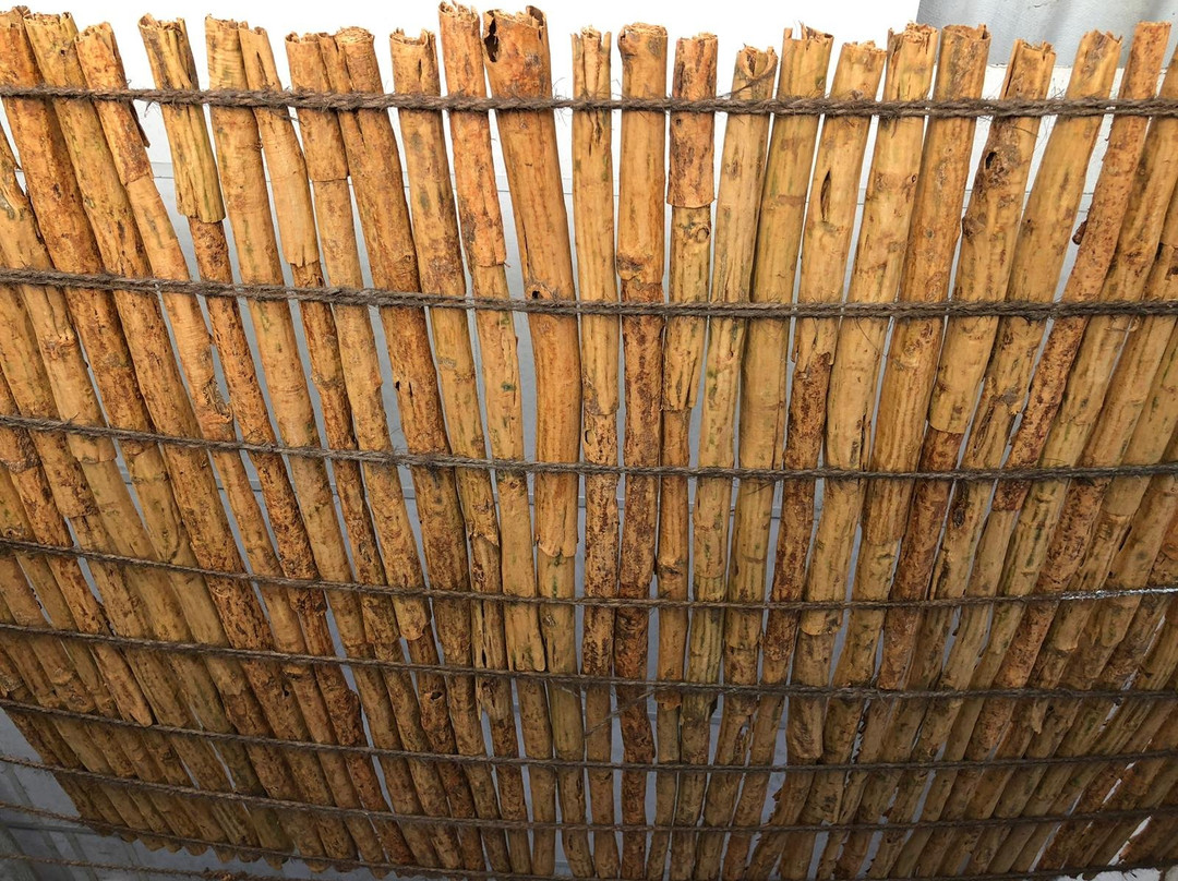 Shikra Cinnamon-Gandara必去景点