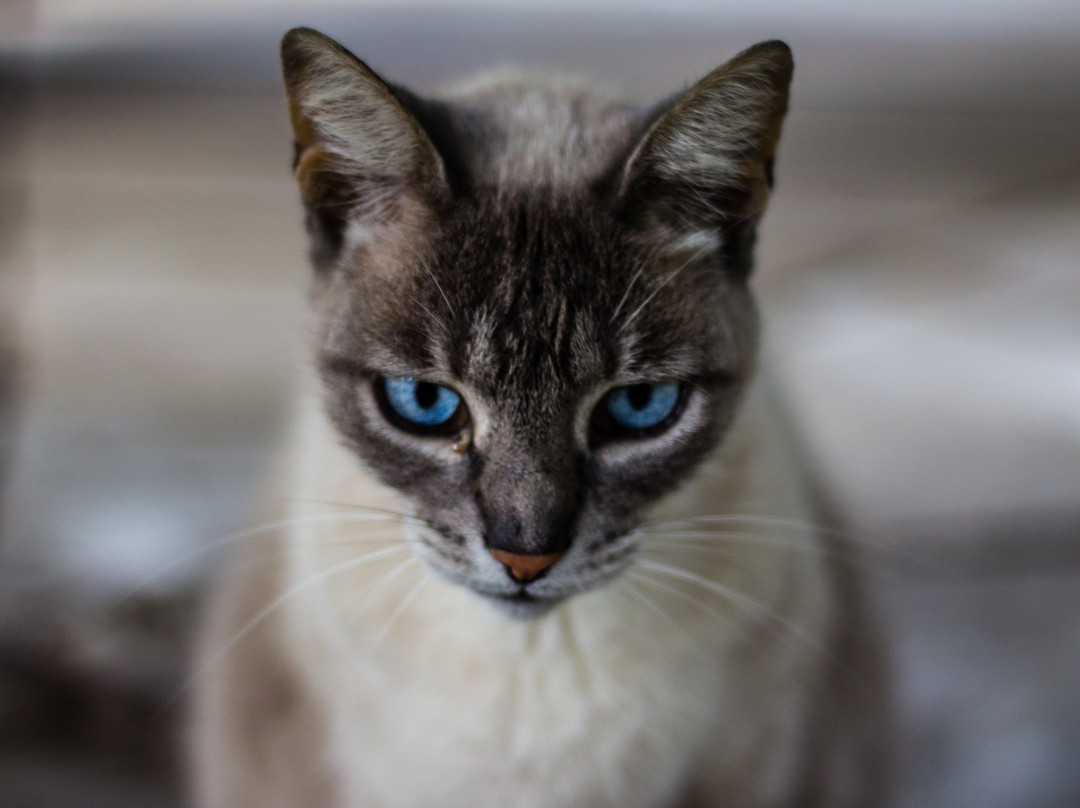 Auberge Suisse主图