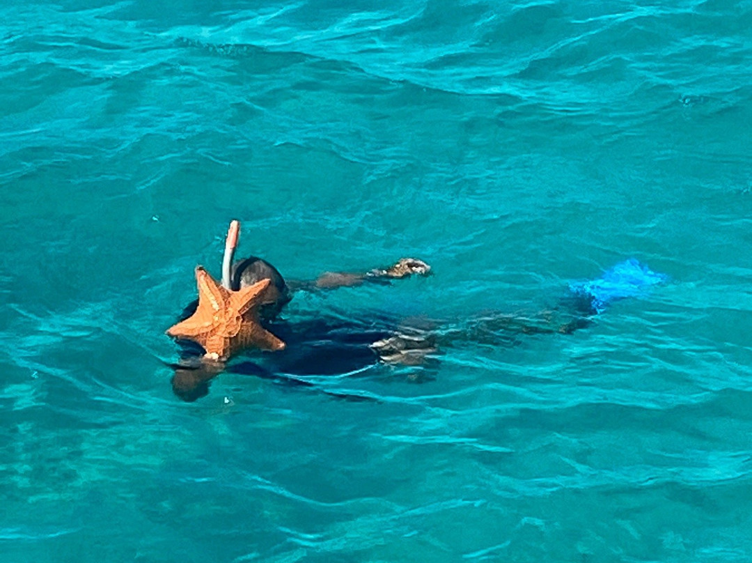 Glass Bottom Boat景点图片