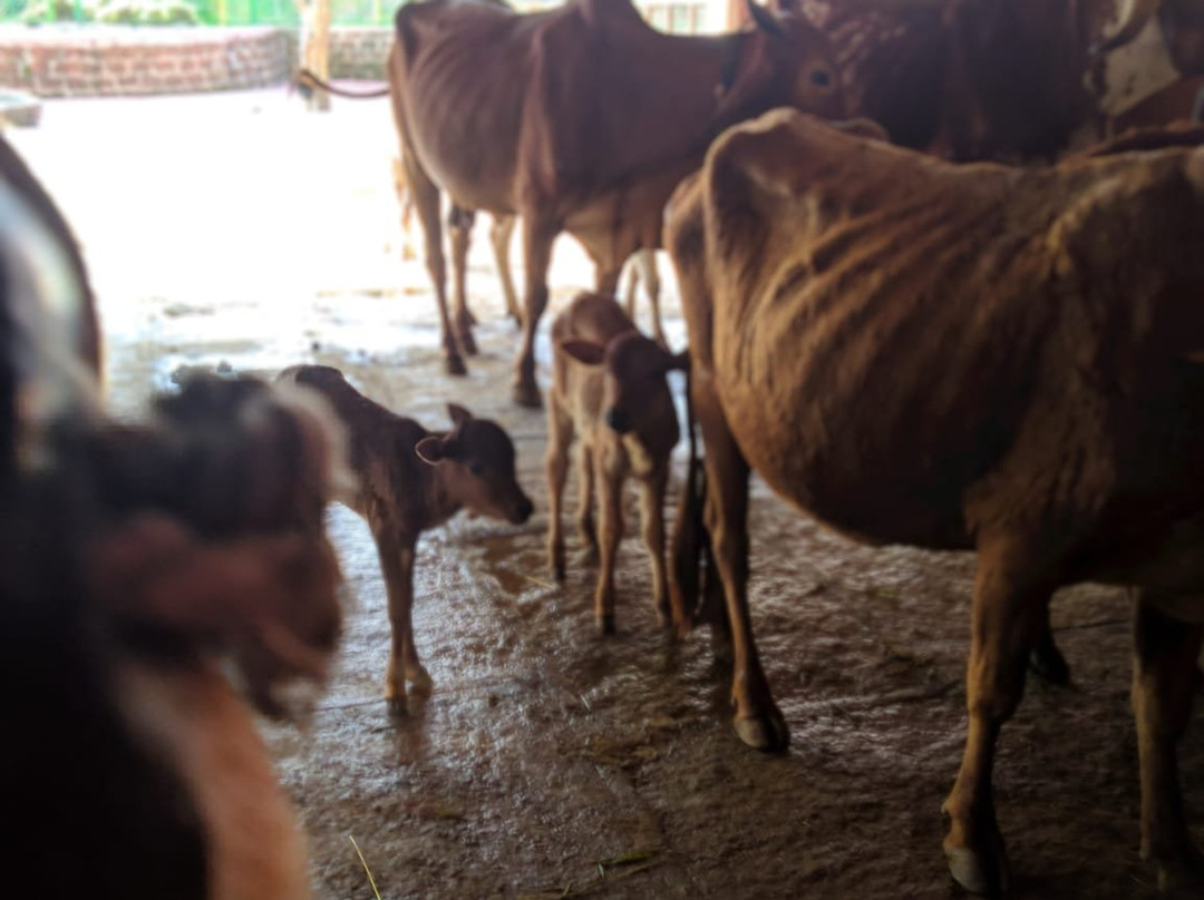 GouSwarga-Siddapur必去景点