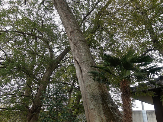 Keizen-ji Temple-伊奈町必去景点