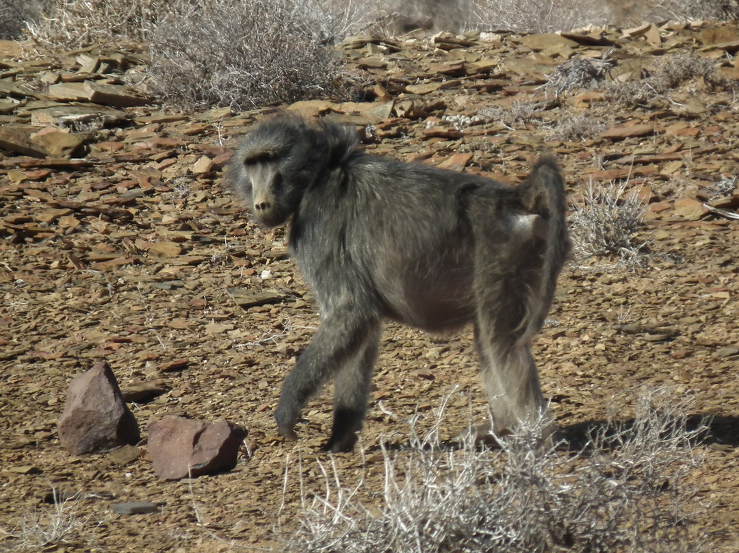 Tankwa Karoo National Park-Calvinia必去景点