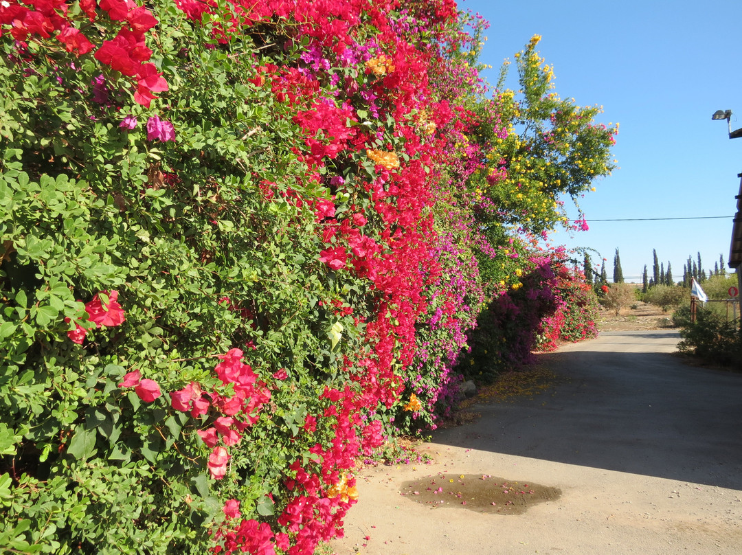 Arbel Guest House Shavit Family主图