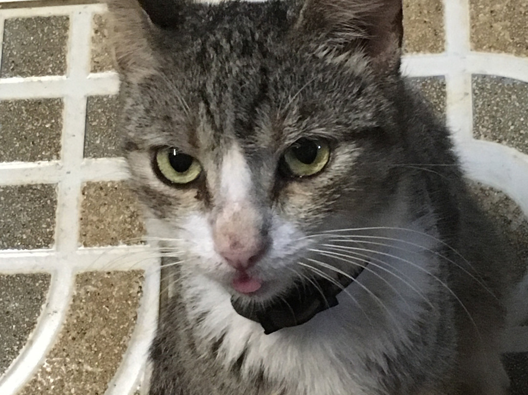 Hôtel-Restaurant l'Albatros主图