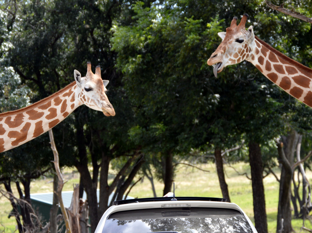 Glen Rose Convention & Visitors Bureau-Glen Rose必去景点