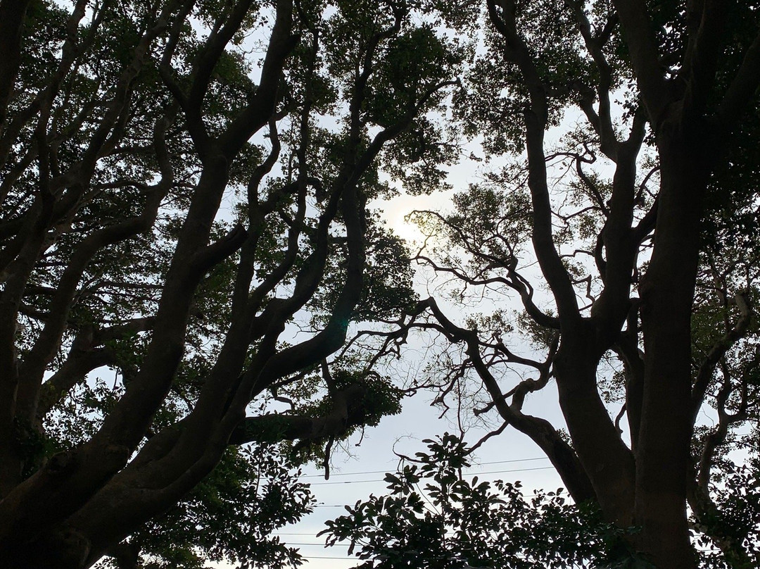 Sakatsura Isozaki Shrine Forest-常陆那珂市必去景点